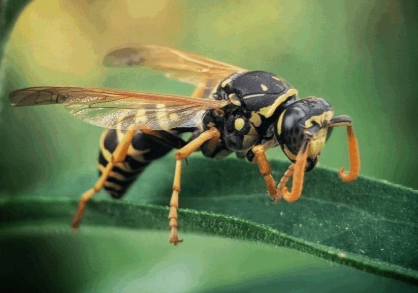 Nature’s Helpers in Keeping Wasps Away